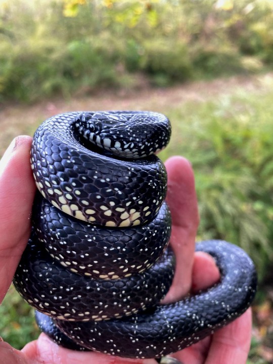Black Kingsnake